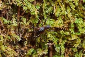 Migas spp, Migidae, photographed in New Zealand by Bryce McQuillan