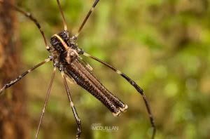 Puwere pureora, Neopilionidae, photographed in New Zealand by Bryce McQuillan