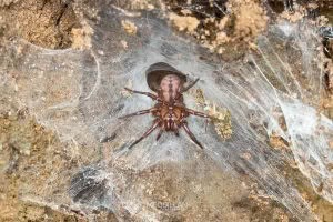 Hexatheles spp, Hexathelidae, photographed in New Zealand by Bryce McQuillan