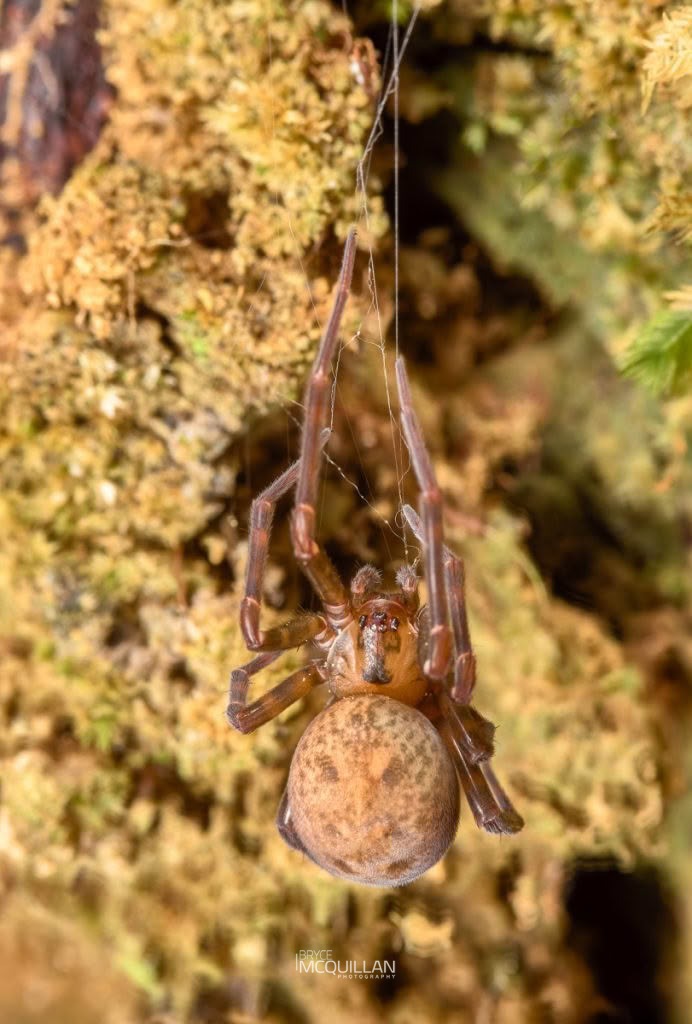 Megadictyna thilenii, Megadictynidae, photographed in New Zealand by Bryce McQuillan