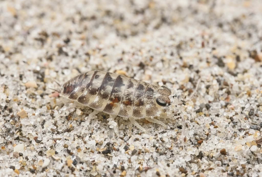 Scyphax ornatus, Scyphacidae, photographed in New Zealand by Bryce McQuillan