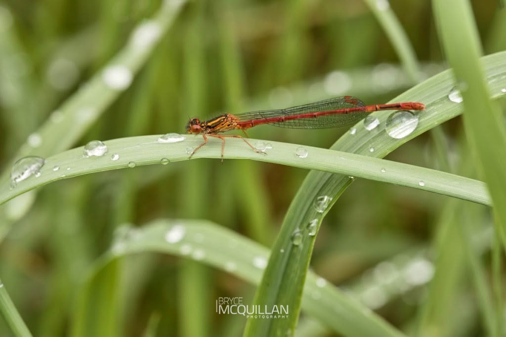 Red Damselfly (Xanthocnemis zealandica), Coenagrionidae, photographed in New Zealand by Bryce McQuillan