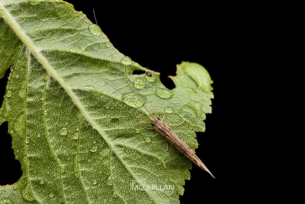 caddisflies, photographed in New Zealand by Bryce McQuillan