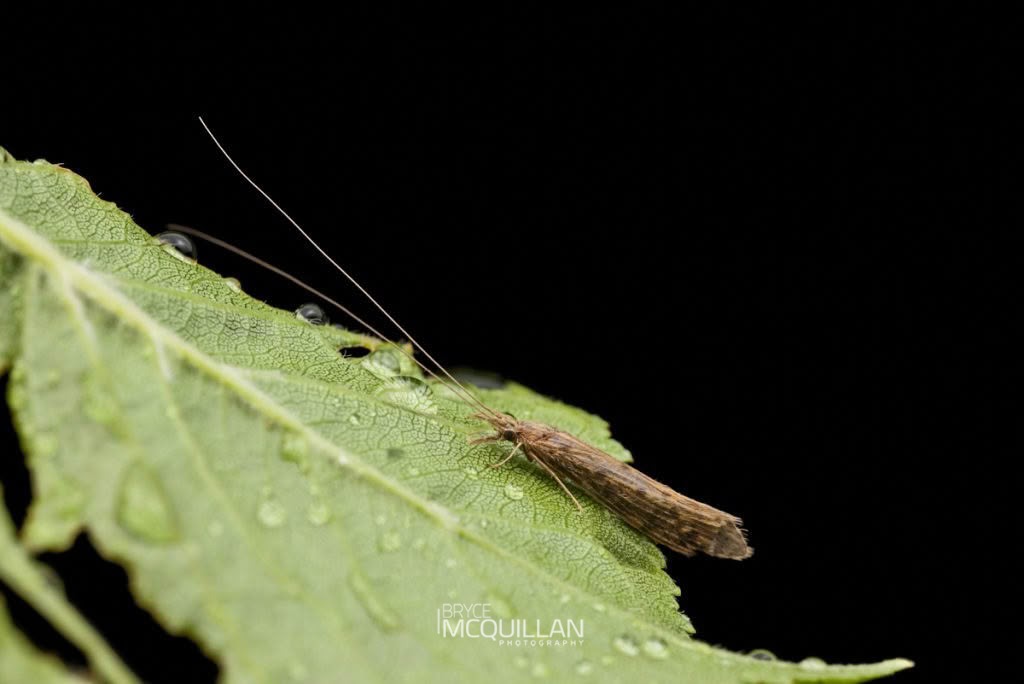 caddisflies, photographed in New Zealand by Bryce McQuillan