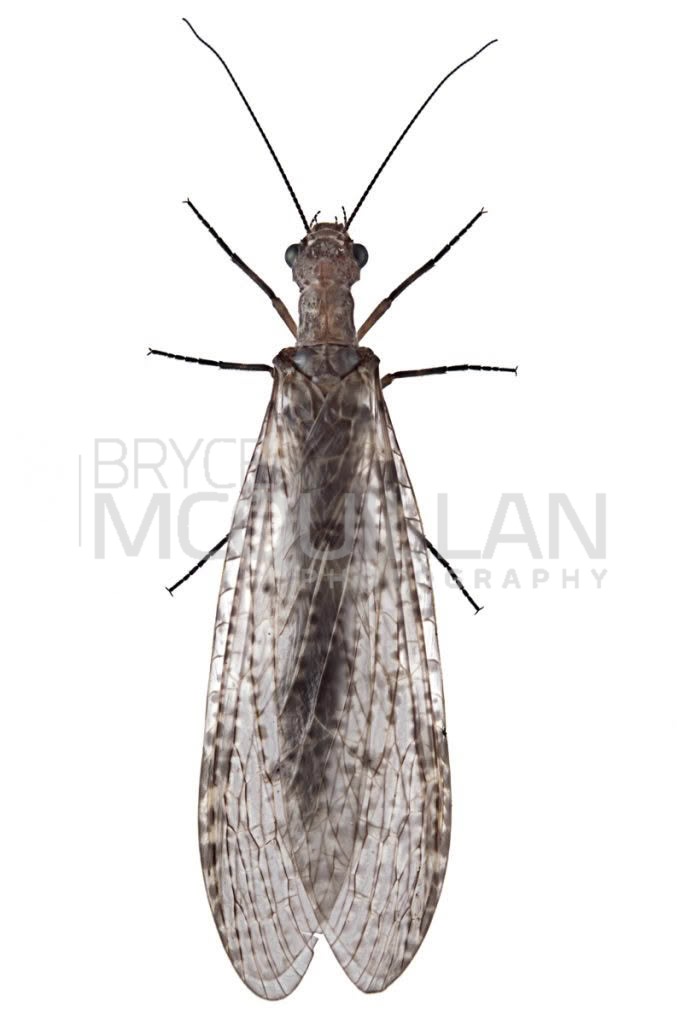 New Zealand Dobsonfly (Archichauliodes diversus), Corydalidae, photographed in New Zealand by Bryce McQuillan