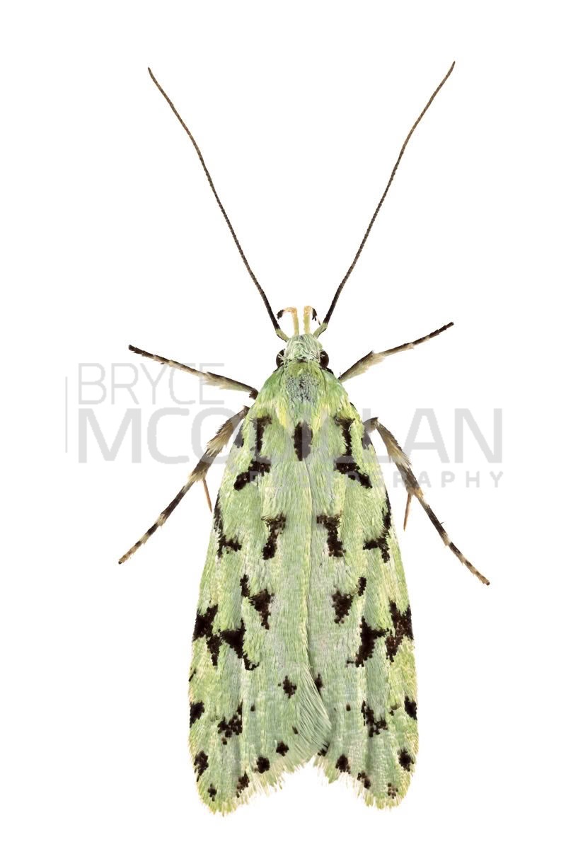 Green Lichen Tuft Moth (Izatha peroneanella), Xyloryctidae, photographed in New Zealand by Bryce McQuillan