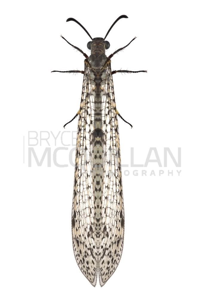 Weeleus acutus, Myrmeleontidae, photographed in New Zealand by Bryce McQuillan