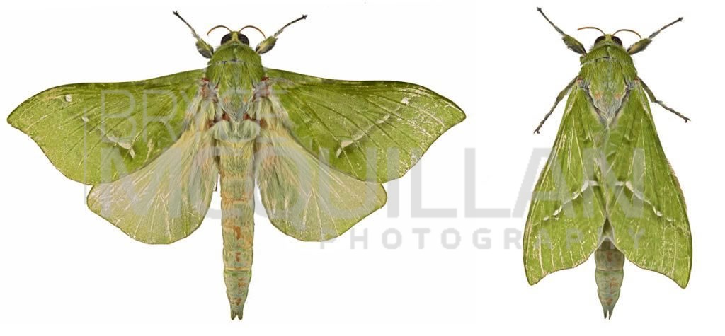Pūriri moth (Aenetus virescens), Hepialidae, photographed in New Zealand by Bryce McQuillan