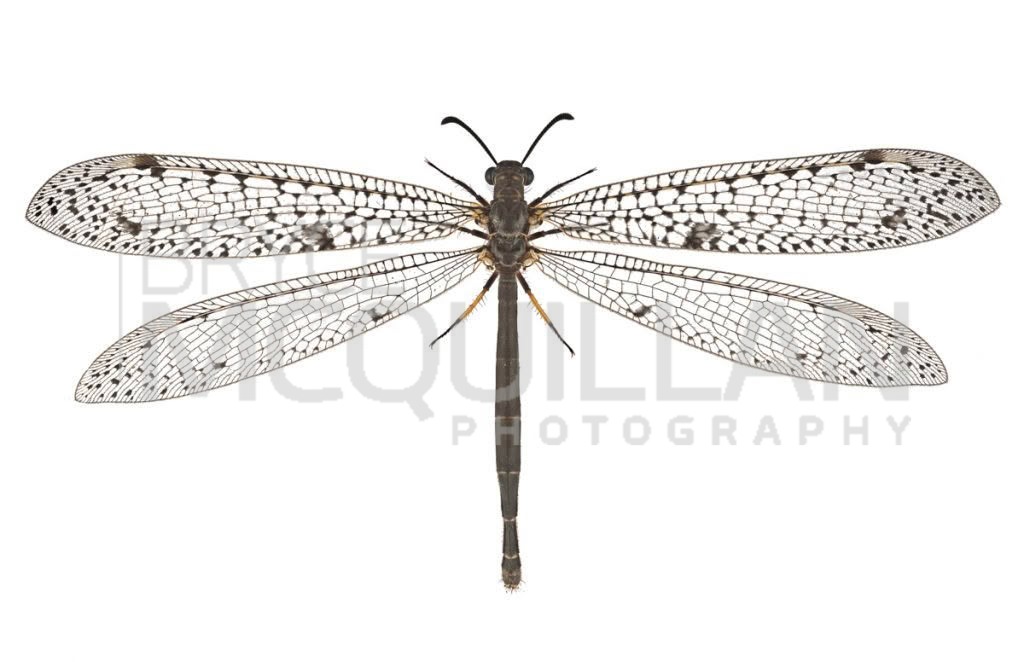 Weeleus acutus, Myrmeleontidae, photographed in New Zealand by Bryce McQuillan