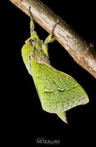 Aenetus virescens moth photographed in New Zealand by Bryce McQuillan