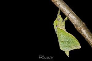 Aenetus virescens, Hepialidae photographed by Bryce McQuillan