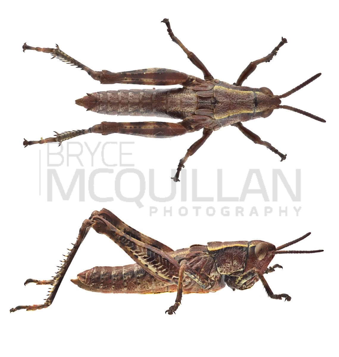 Sigaus piliferus, Acrididae, photographed in New Zealand by Bryce McQuillan