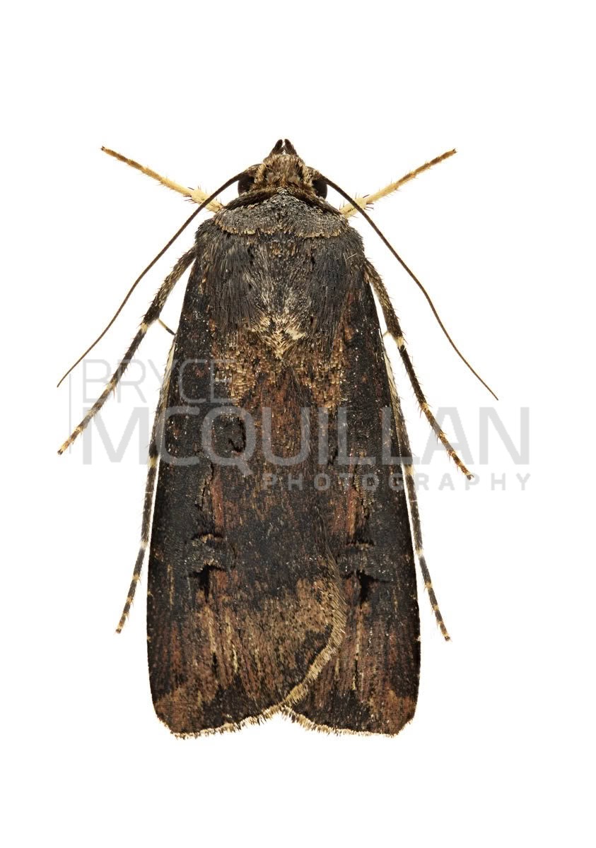 Dark sword-grass (Agrotis ipsilon), Noctuidae, photographed in New Zealand by Bryce McQuillan
