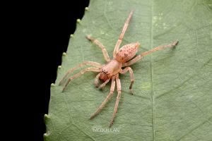 Clubiona convoluta, Clubionidae, photographed in New Zealand by Bryce McQuillan