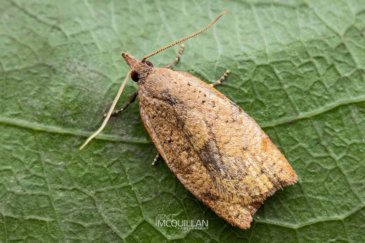 Apoctena flavescens, Tortricidae, photographed in New Zealand by Bryce McQuillan