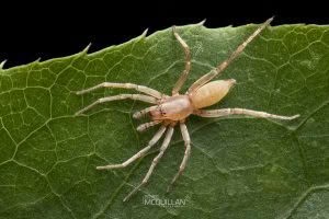 Clubiona spp, Clubionidae, photographed in New Zealand by Bryce McQuillan