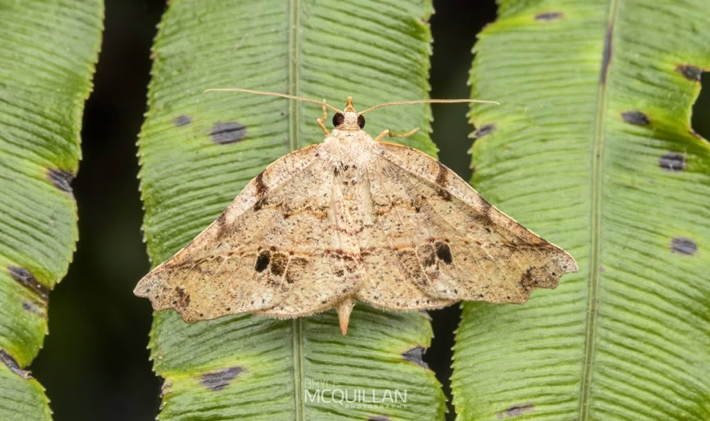 Ischalis gallaria, Geometridae photographed by Bryce McQuillan