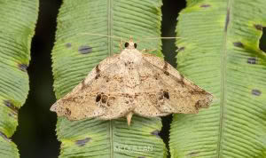 Ischalis gallaria, Geometridae photographed by Bryce McQuillan