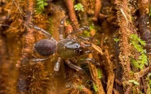 Migas spp, Migidae, photographed in New Zealand by Bryce McQuillan