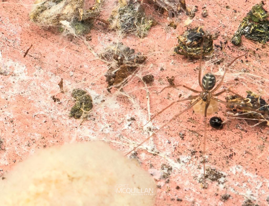 Wine Cellar Spider (Psilochorus simoni), Pholcidae, photographed in New Zealand by Bryce McQuillan