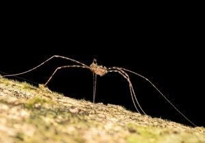 Puwere pureora, Neopilionidae, photographed in New Zealand by Bryce McQuillan