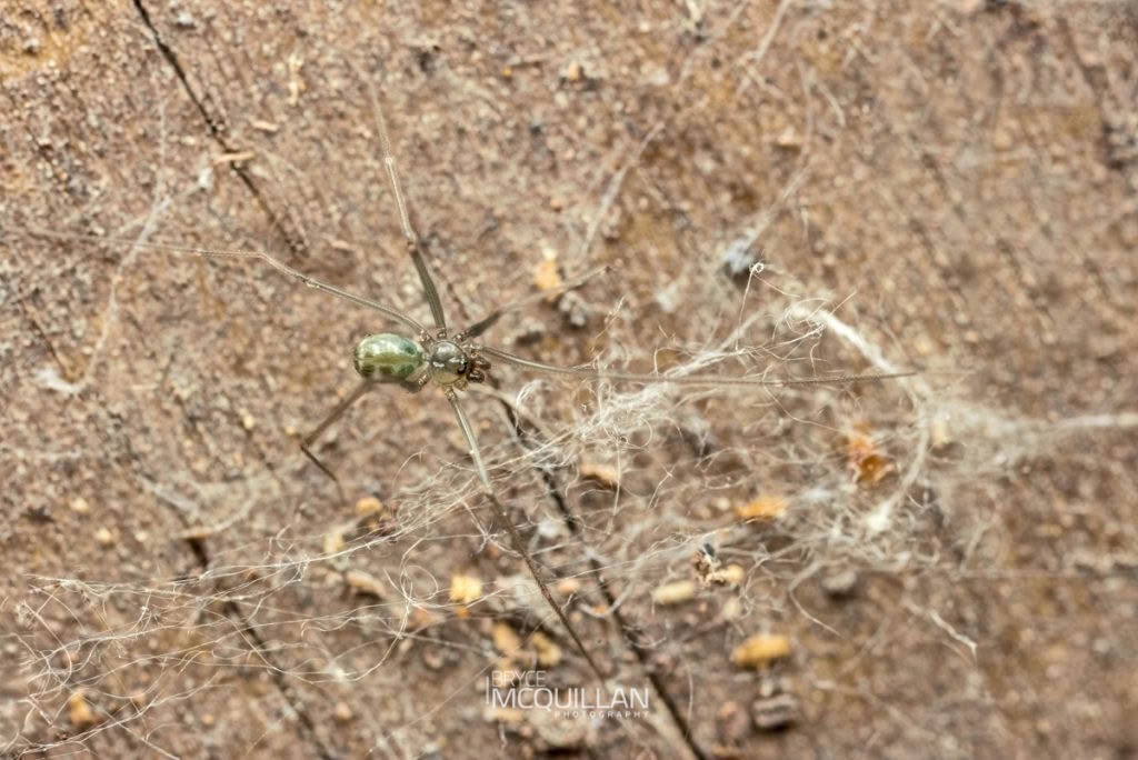 Wine Cellar Spider (Psilochorus simoni), Pholcidae, photographed in New Zealand by Bryce McQuillan