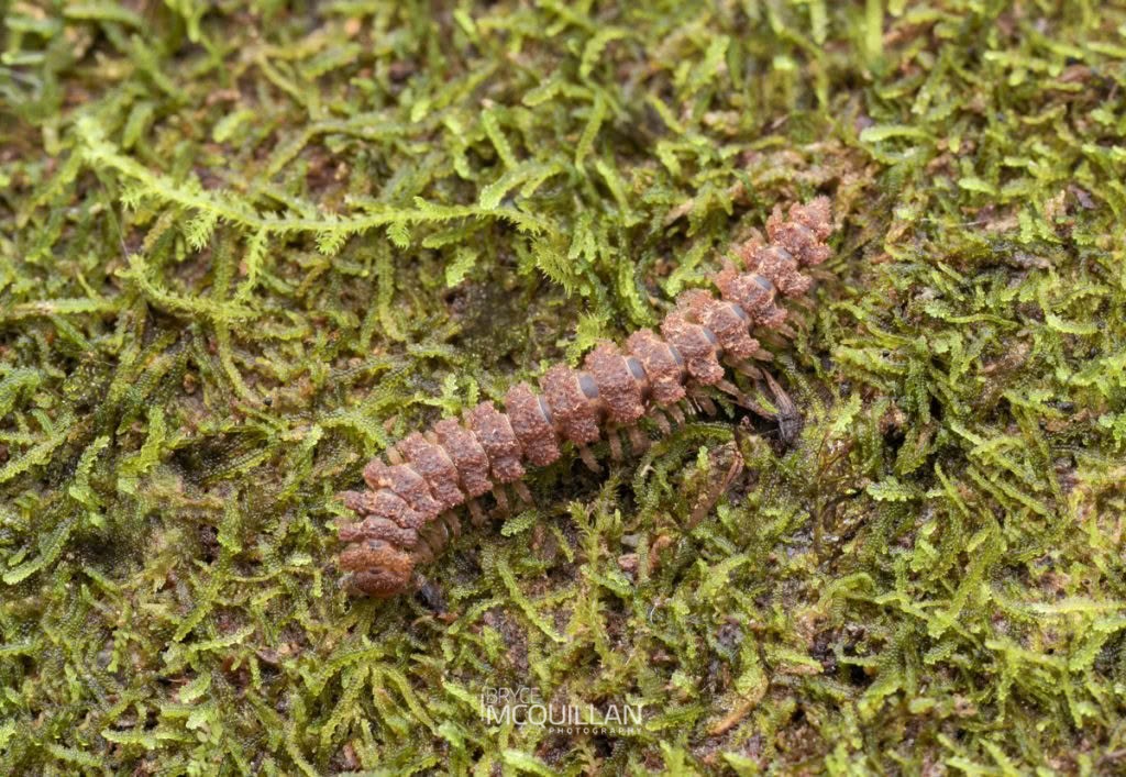 Tongodesmus spp, Dalodesmidae, photographed in New Zealand by Bryce McQuillan