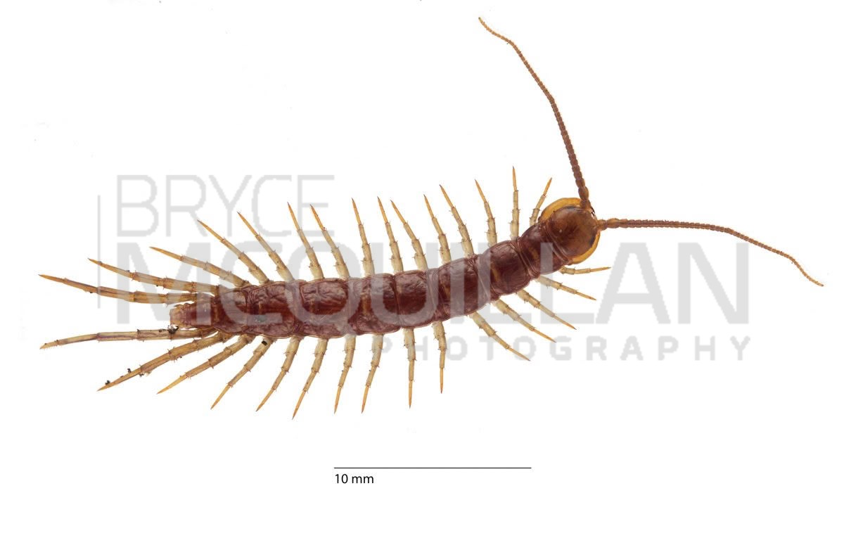 Lithobius forficatus, photographed in New Zealand by Bryce McQuillan