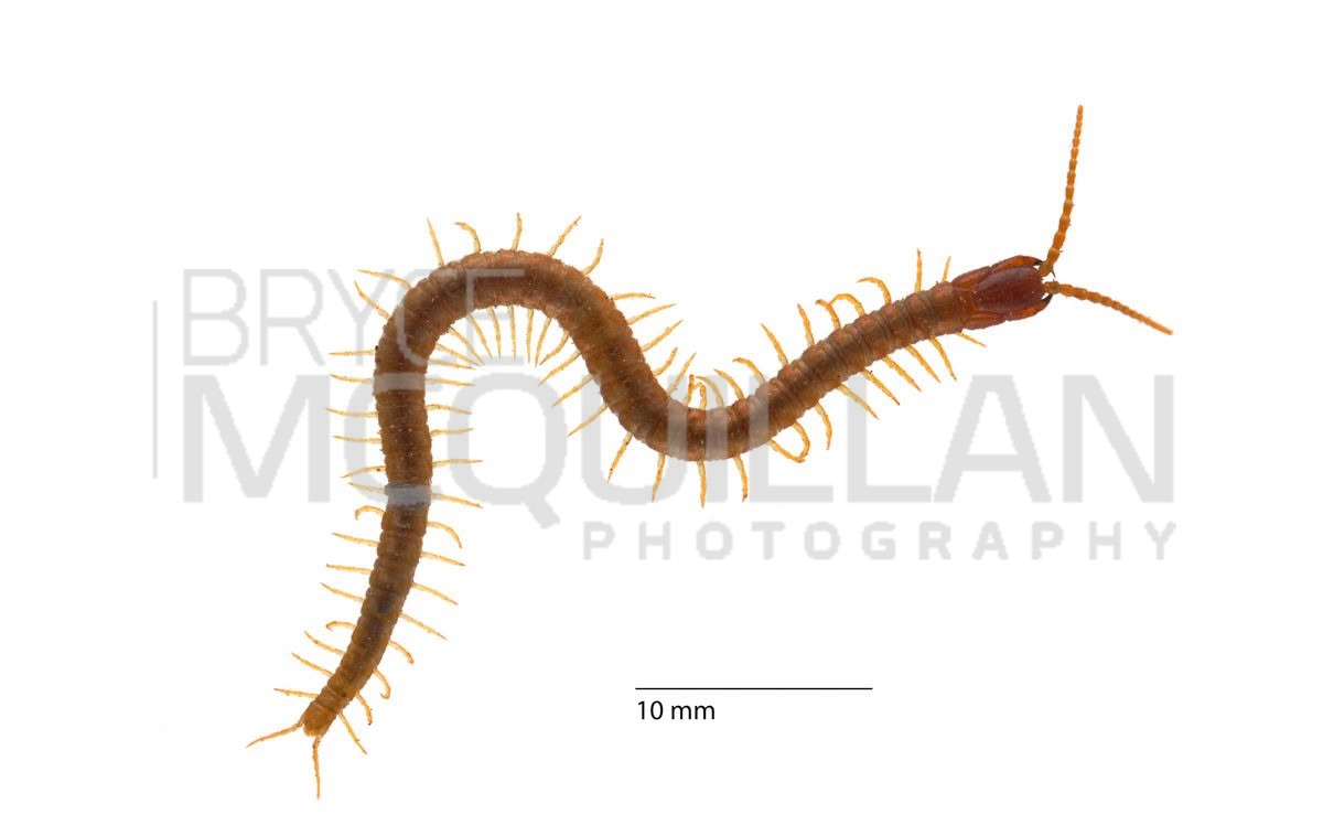 Steneurytion sp, photographed in New Zealand by Bryce McQuillan