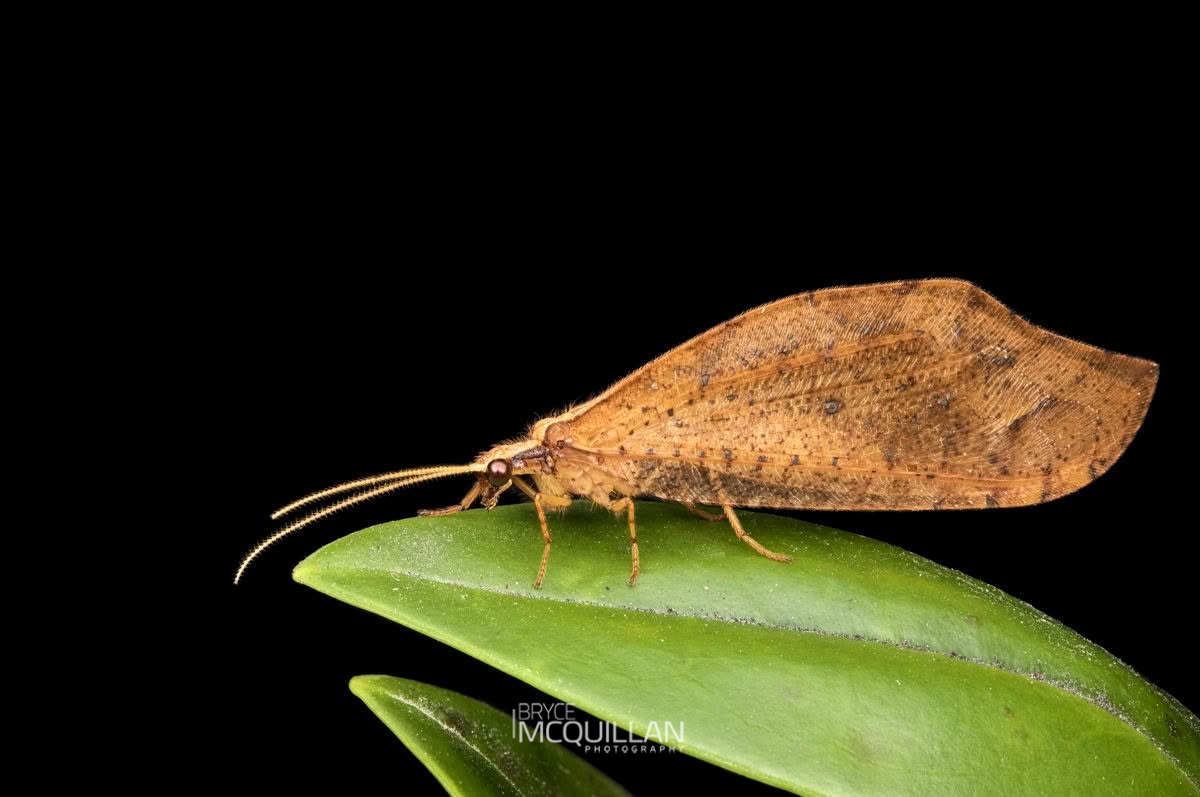 Kempynus spp, Osmylidae, photographed in New Zealand by Bryce McQuillan