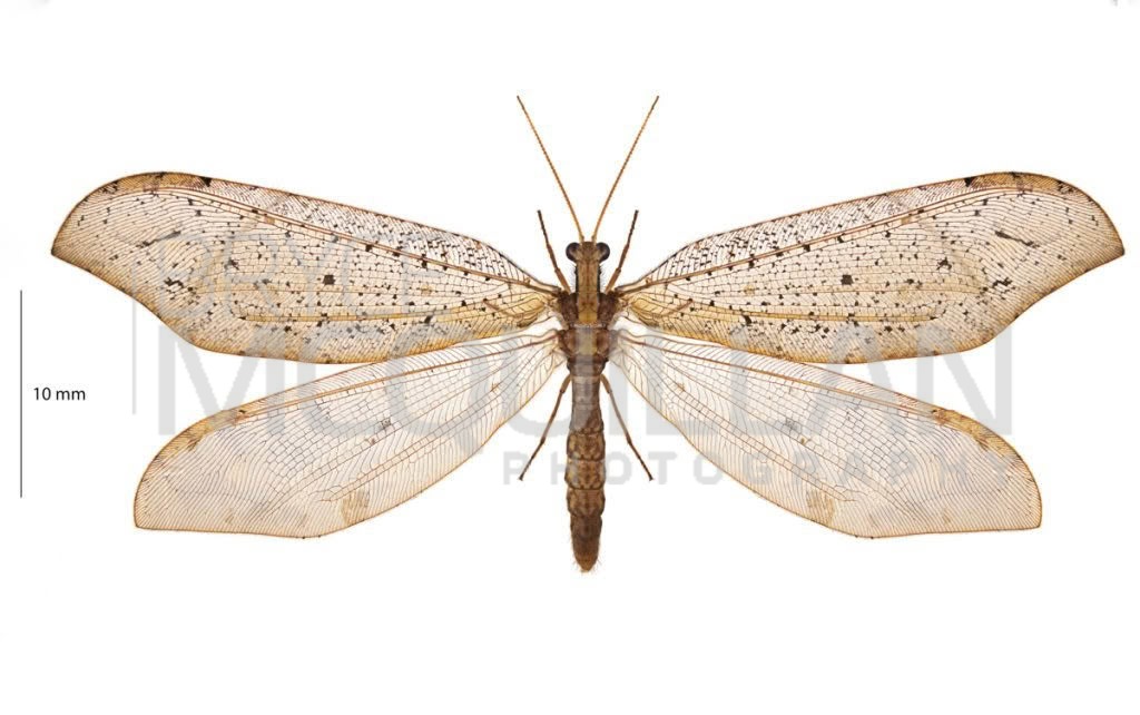 Kempynus spp, Osmylidae, photographed in New Zealand by Bryce McQuillan