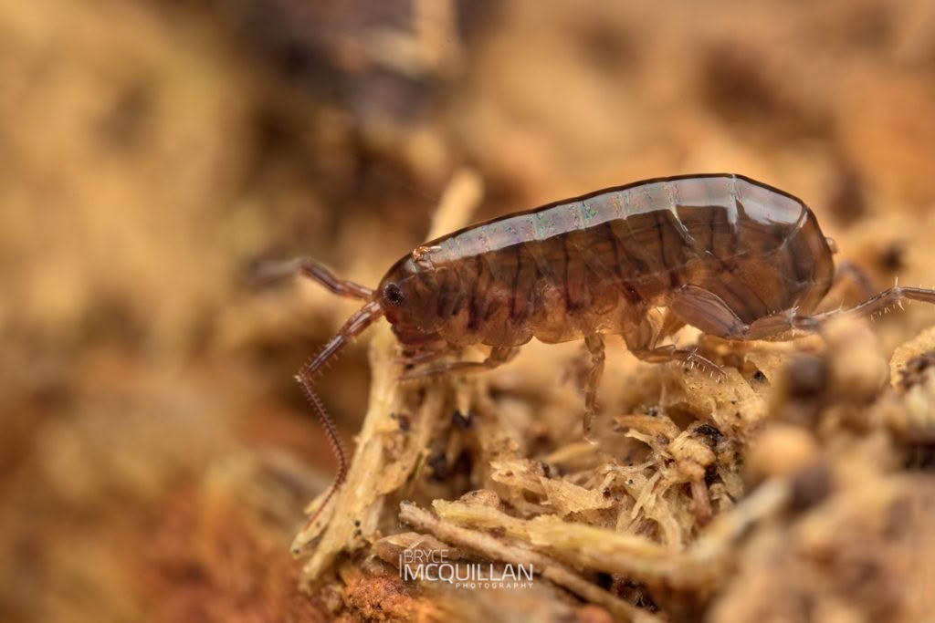 Land Hoppers, photographed in New Zealand by Bryce McQuillan