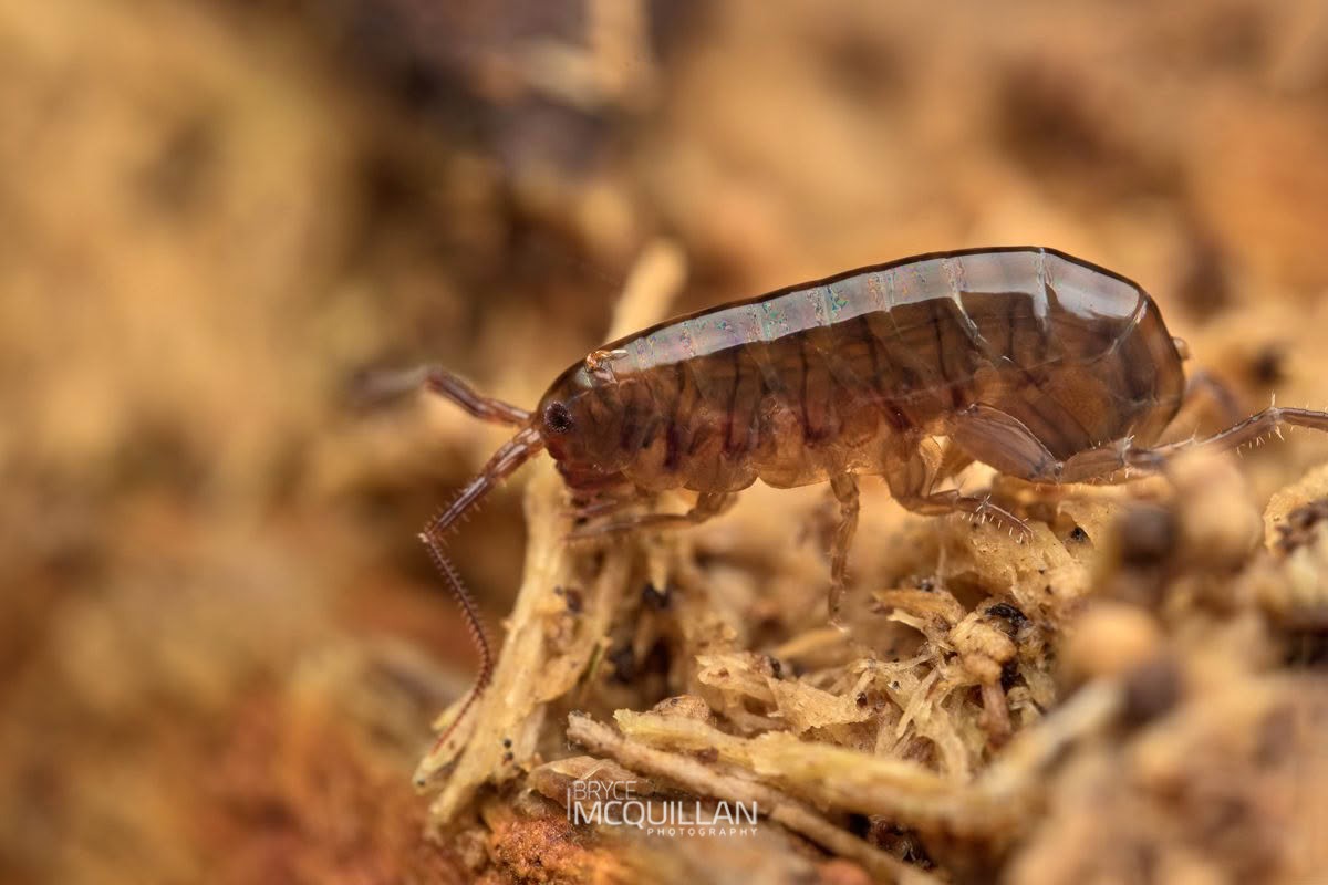 Land Hoppers, photographed in New Zealand by Bryce McQuillan