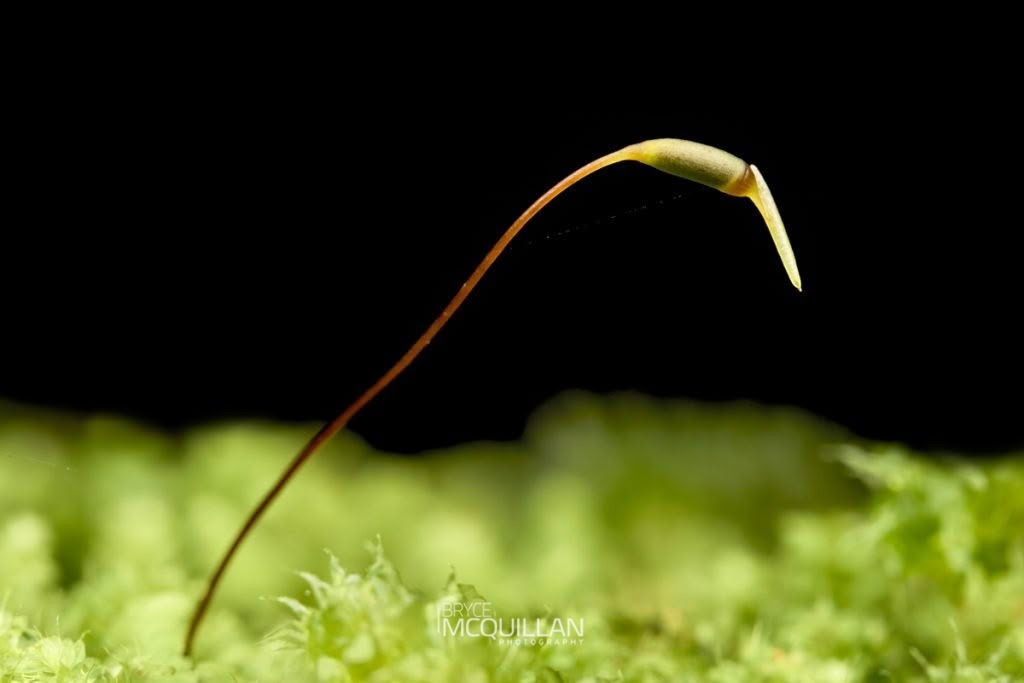 Milk moss (Leucobryum javense), Leucobryaceae, photographed in New Zealand by Bryce McQuillan