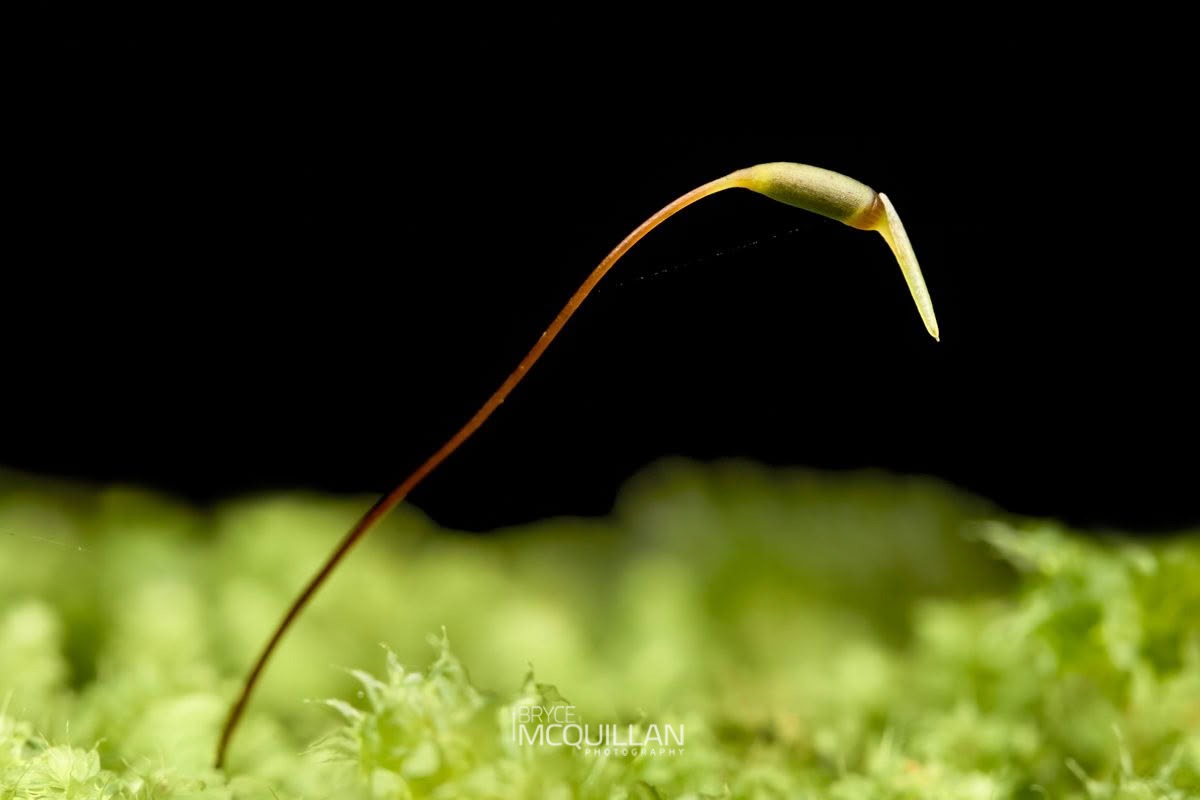 Milk moss (Leucobryum javense), Leucobryaceae, photographed in New Zealand by Bryce McQuillan