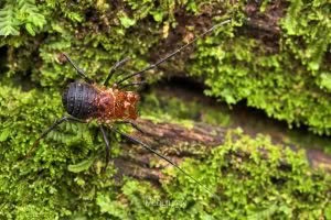 Sorensenella rotara, Triaenonychidae, photographed in New Zealand by Bryce McQuillan