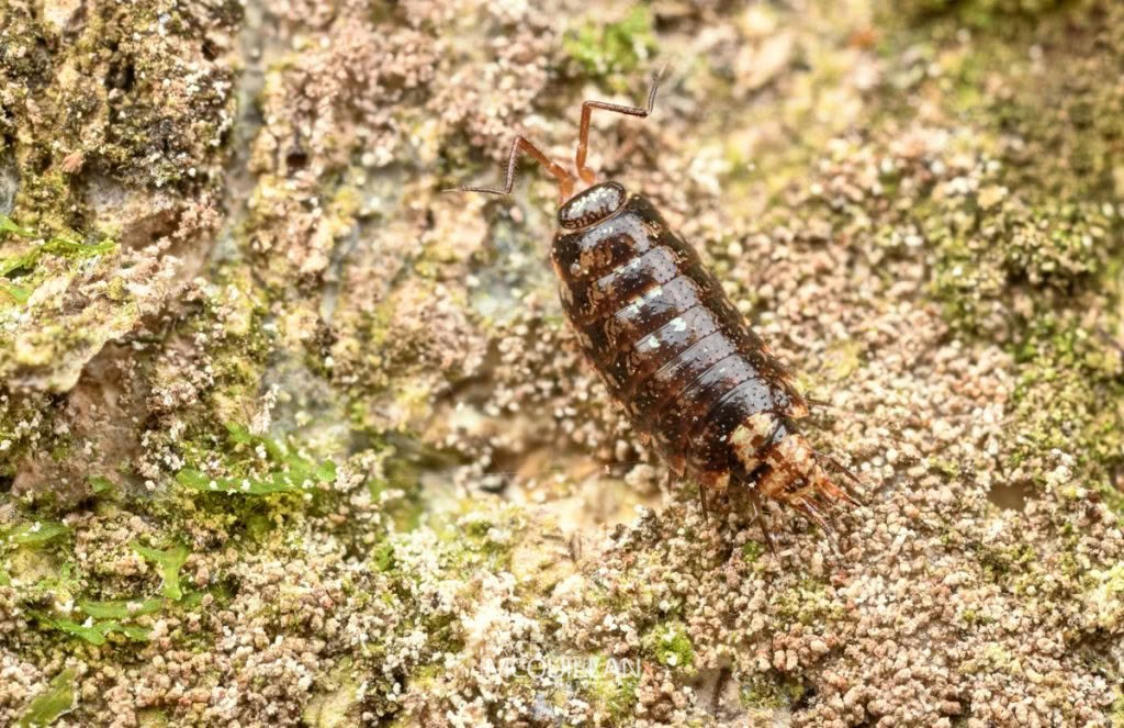 Styloniscus spp, Styloniscidae, photographed in New Zealand by Bryce McQuillan