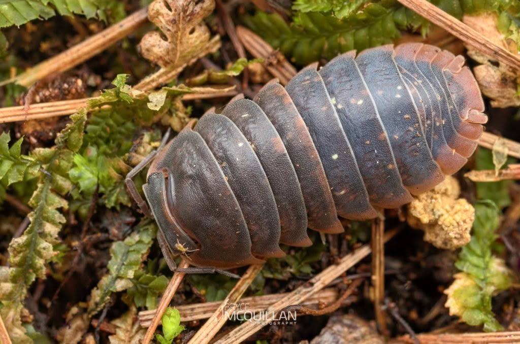 Scyphax ornatus, Armadillidae, photographed in New Zealand by Bryce McQuillan