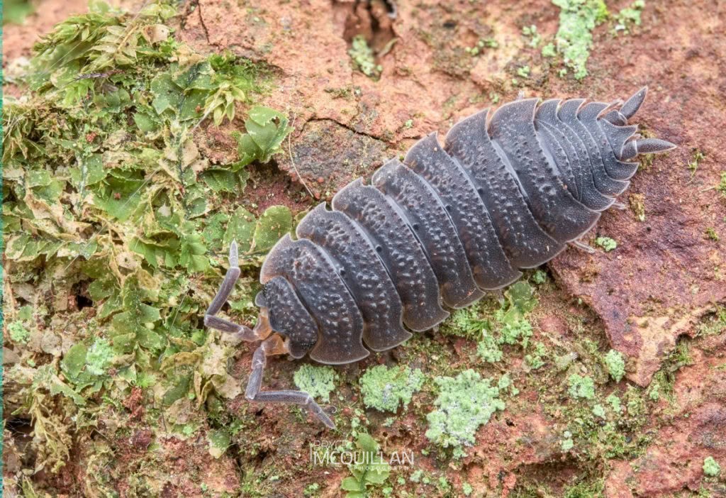 Porcellio scaber, Porcellionidae, photographed in New Zealand by Bryce McQuillan
