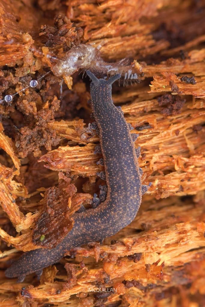Peripatoides otepoti, Peripatopsidae, photographed in New Zealand by Bryce McQuillan
