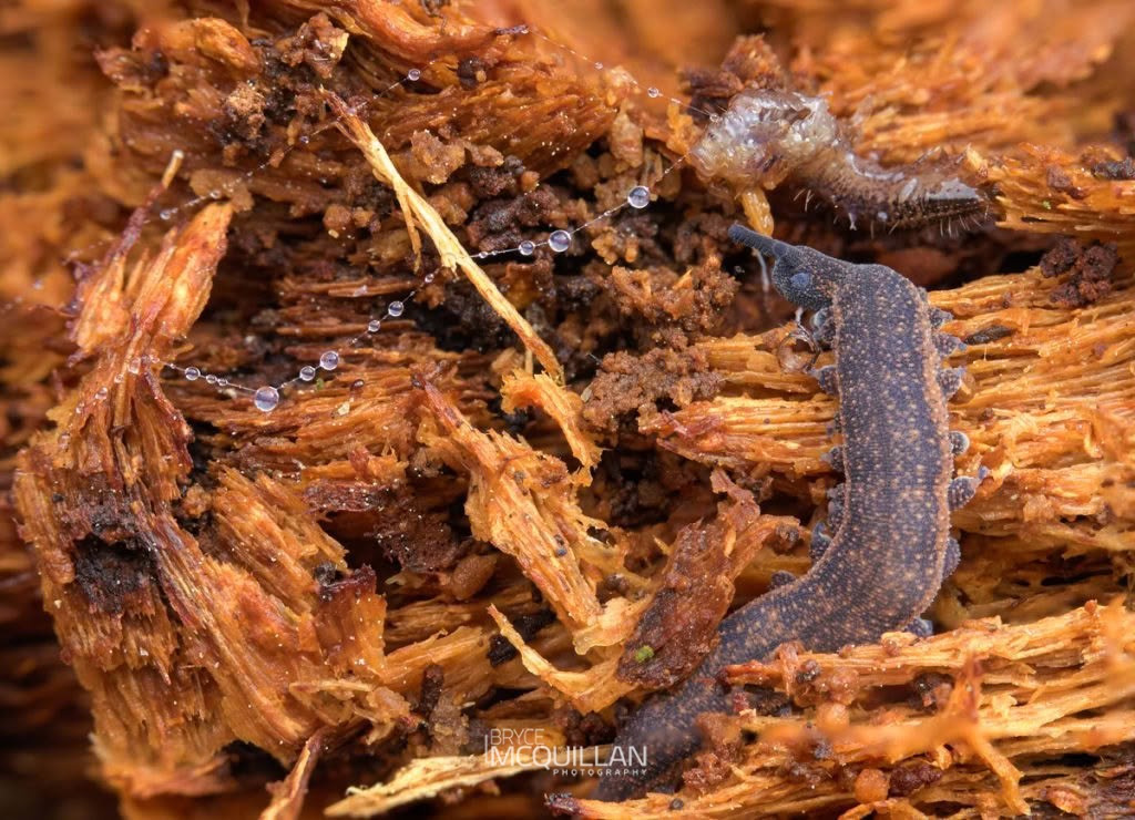 Peripatoides otepoti, Peripatopsidae, photographed in New Zealand by Bryce McQuillan