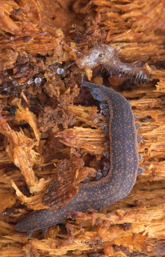 Peripatoides otepoti, Peripatopsidae, photographed in New Zealand by Bryce McQuillan
