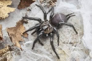 Porrhothele spp, Porrhothelidae, photographed in New Zealand by Bryce McQuillan