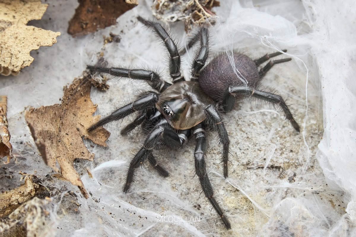 Porrhothele spp, Porrhothelidae, photographed in New Zealand by Bryce McQuillan