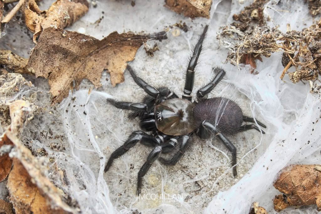 Black Tunnelweb Spider (Porrhothele antipodiana), Porrhothelidae, photographed in New Zealand by Bryce McQuillan