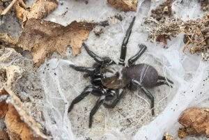 Porrhothele spp, Porrhothelidae, photographed in New Zealand by Bryce McQuillan