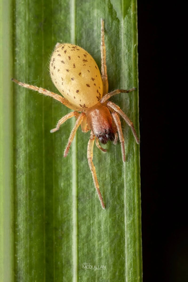 Clubiona delicata, Clubionidae, photographed in New Zealand by Bryce McQuillan