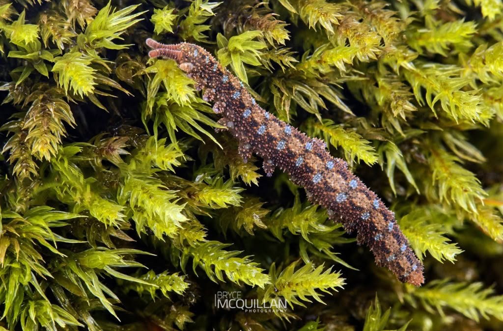 Ooperipatellus viridimaculatus, Peripatopsidae, photographed in New Zealand by Bryce McQuillan