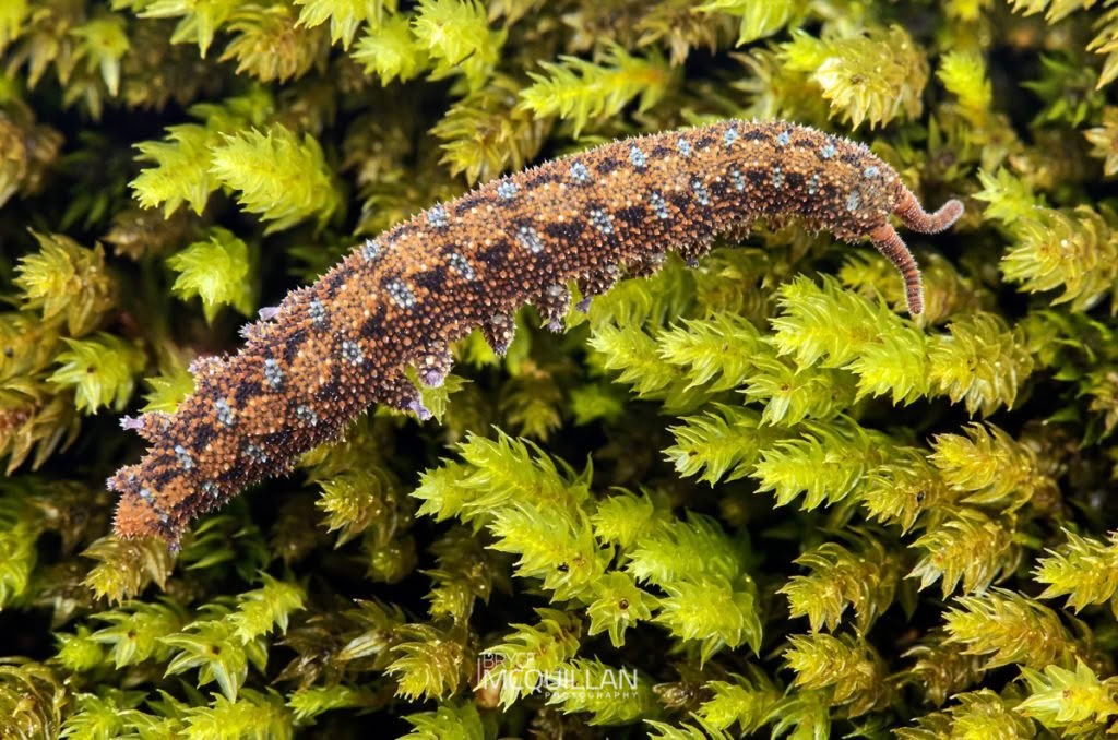 Ooperipatellus viridimaculatus, Peripatopsidae, photographed in New Zealand by Bryce McQuillan