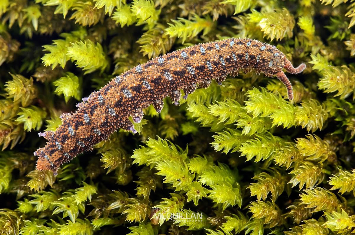 Ooperipatellus viridimaculatus, Peripatopsidae, photographed in New Zealand by Bryce McQuillan